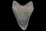 Fossil Megalodon Tooth - Georgia #92909-2